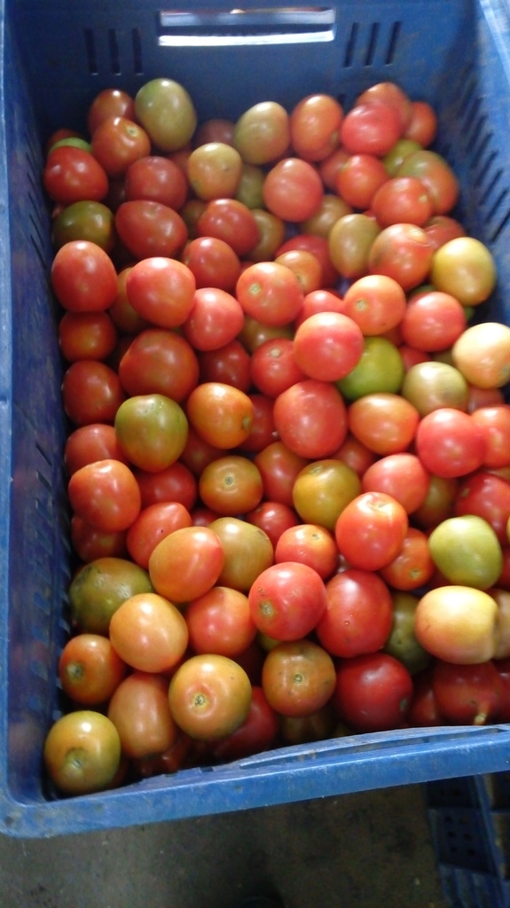 Tomate chonto