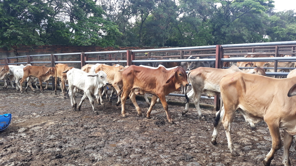 Ganado  Macho de Ceba