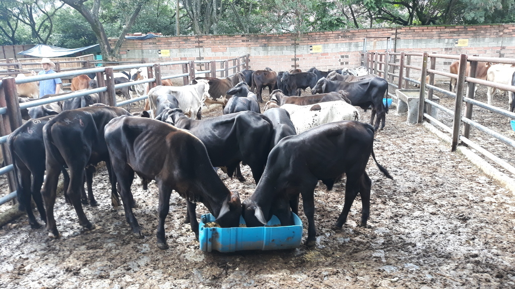 Ganado Macho para Ceba