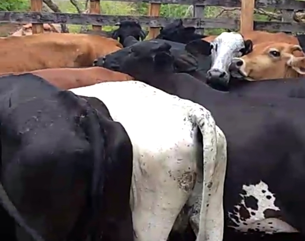 Vacas preñadas tipo lecheras