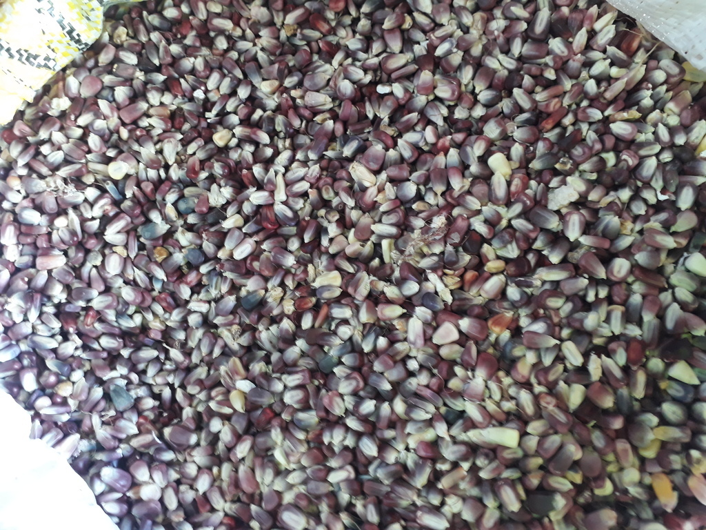 Maiz morado cariaco