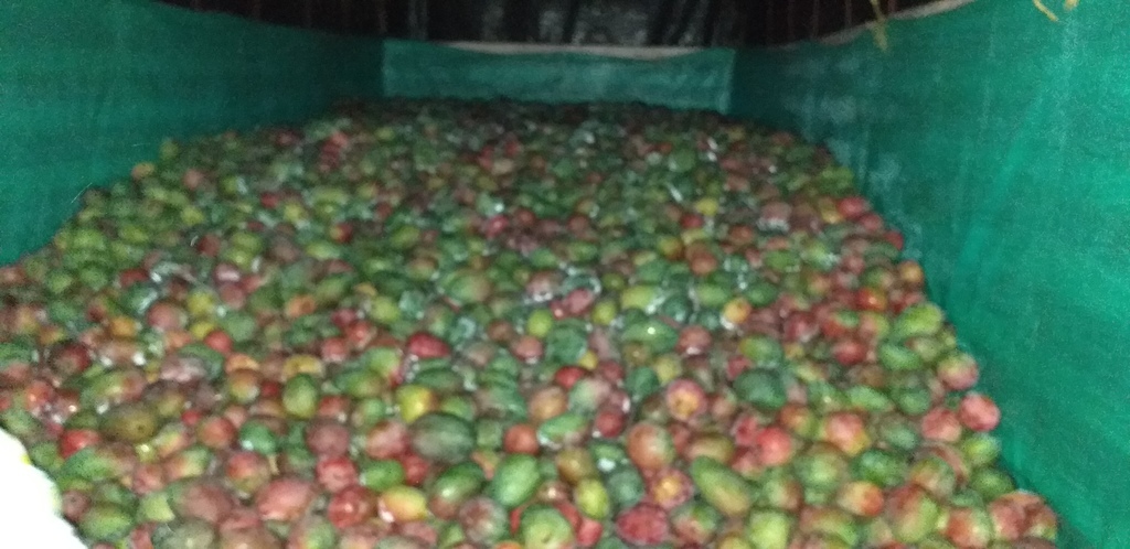 Mango farchi