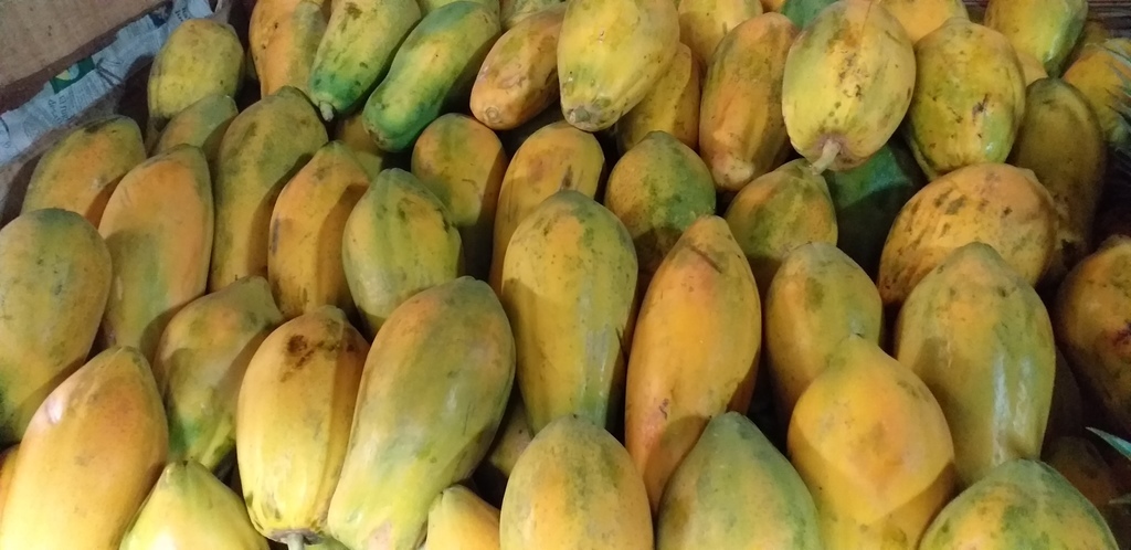 Papaya tainung