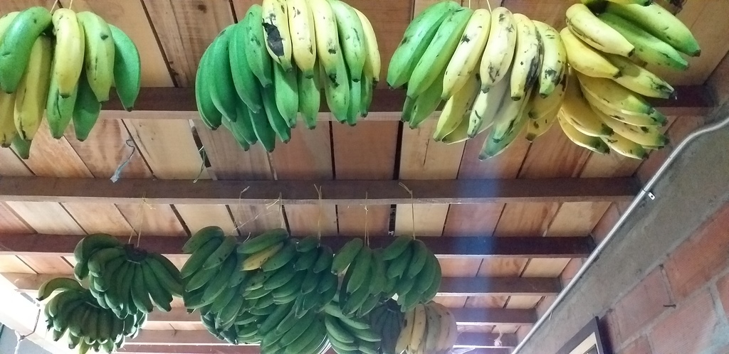 Banano criollo