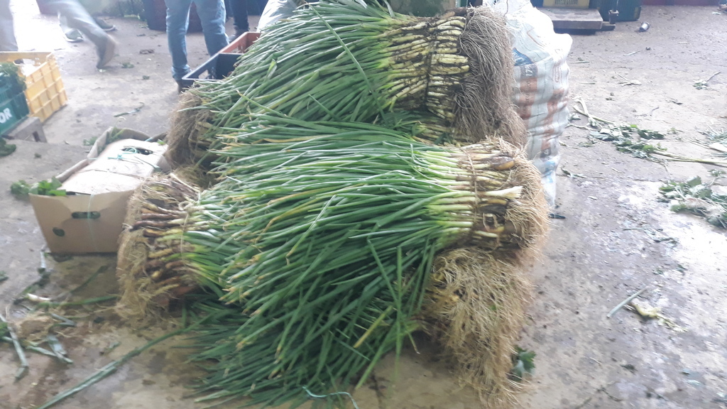 Cebolla de Rama*17 kilos