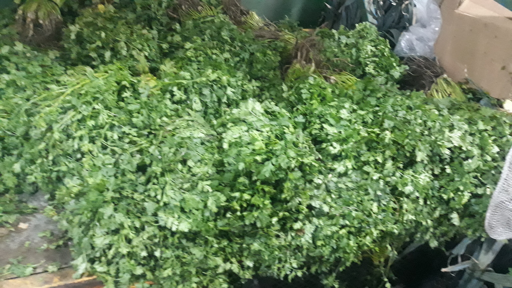 Cilantro