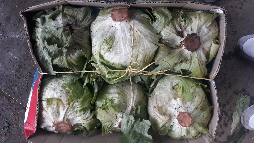 Lechuga *6 unidades