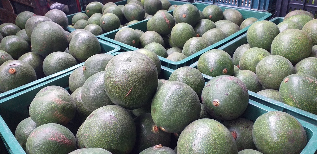 Aguacate reed verde