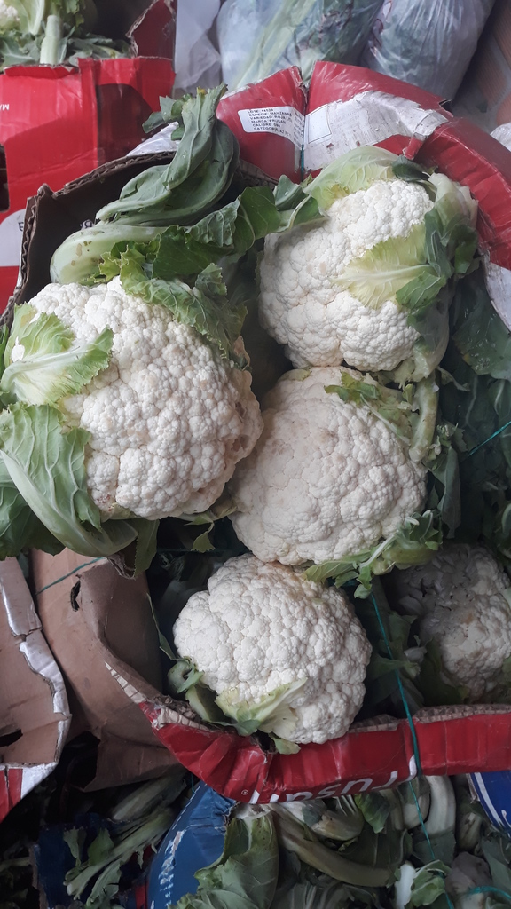 Coliflor