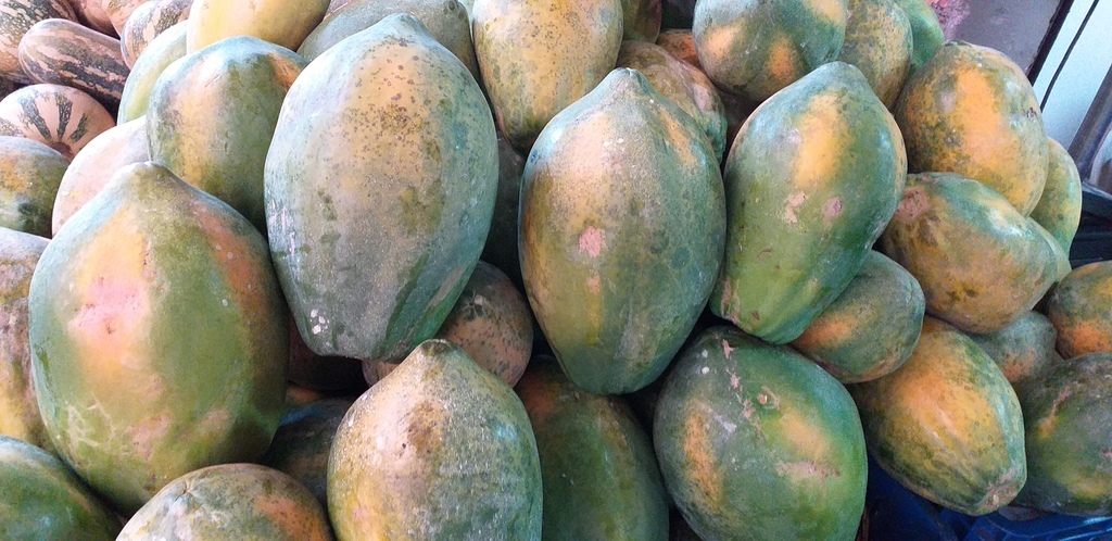 Papaya costeña