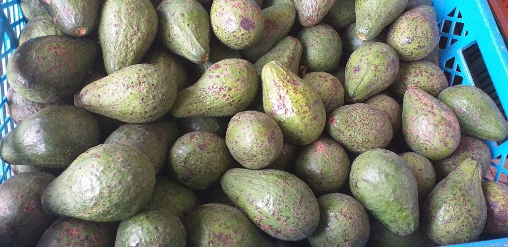 Aguacate edranol