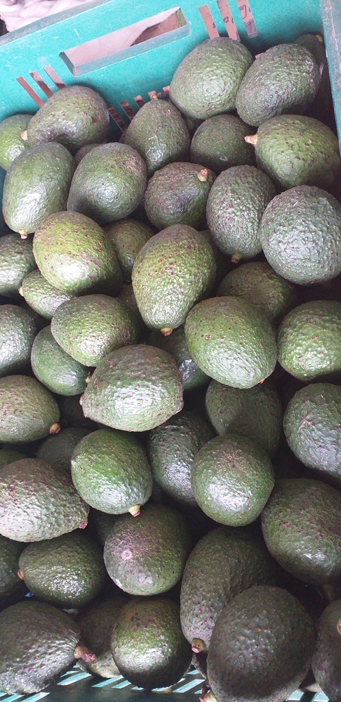 Aguacate hass