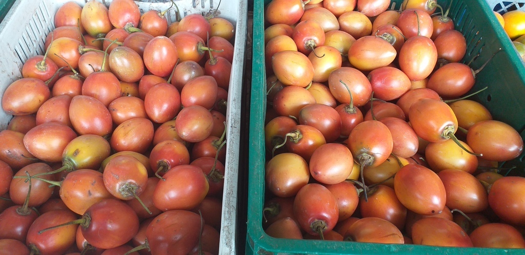 Tomate de arbol