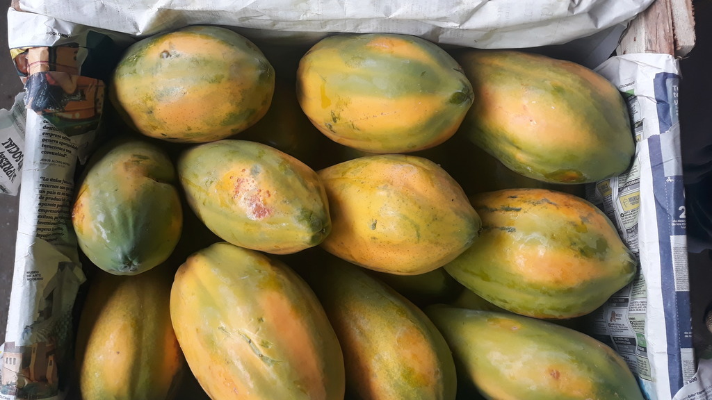 Papaya Tainu *25 kilos