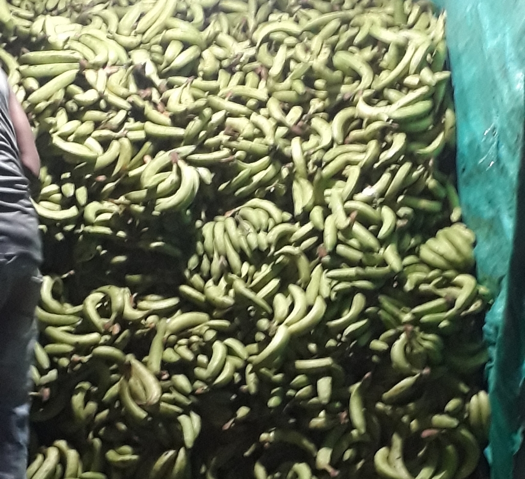 Banano verde