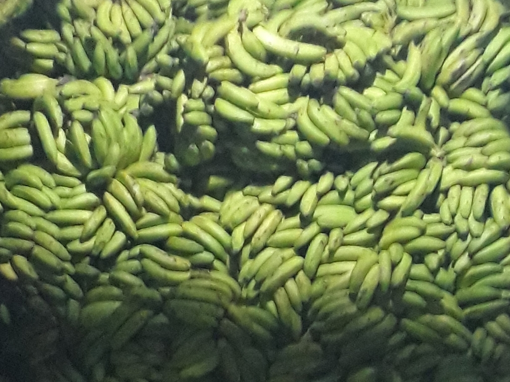 Banano verde