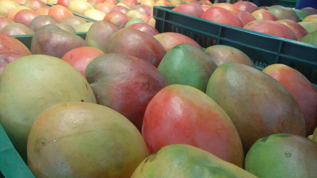 Mango