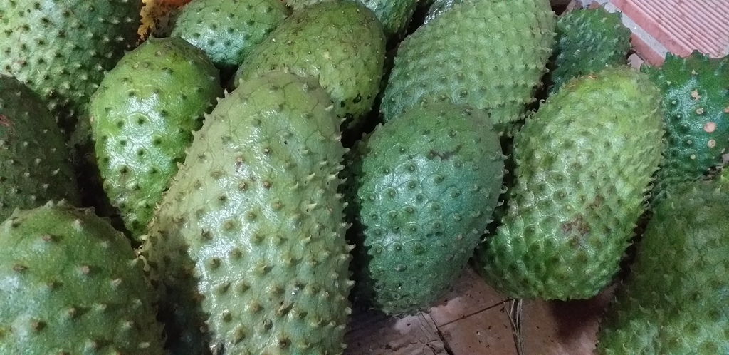 Guanabana selecta