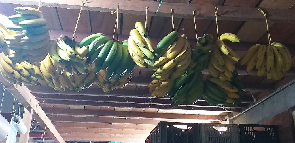Banano criollo