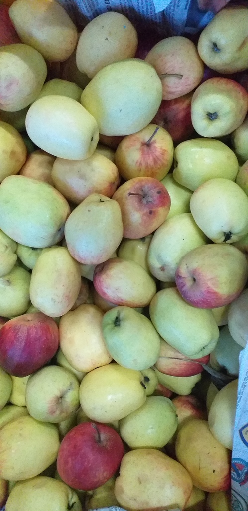 Manzana criolla