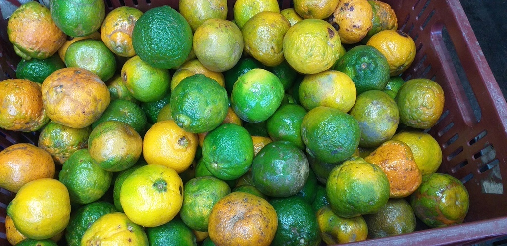 Mandarina oneca de 2da