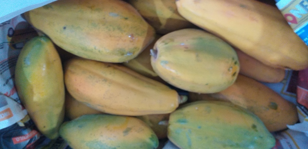 Papaya tainung