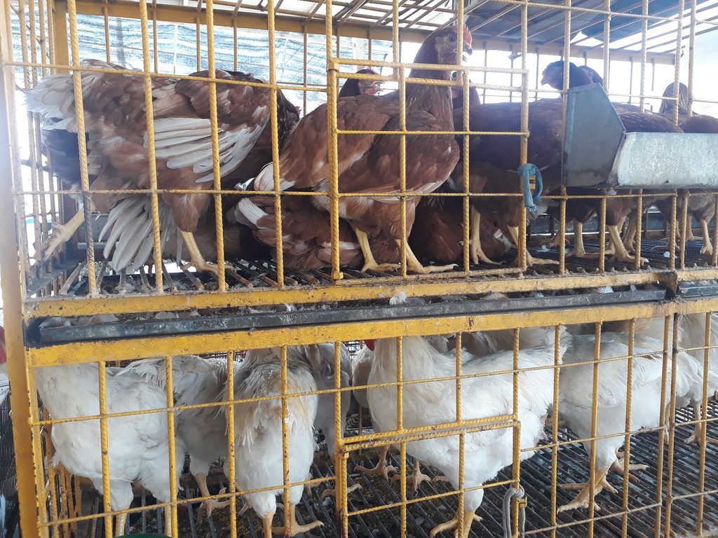 Gallinas purinas