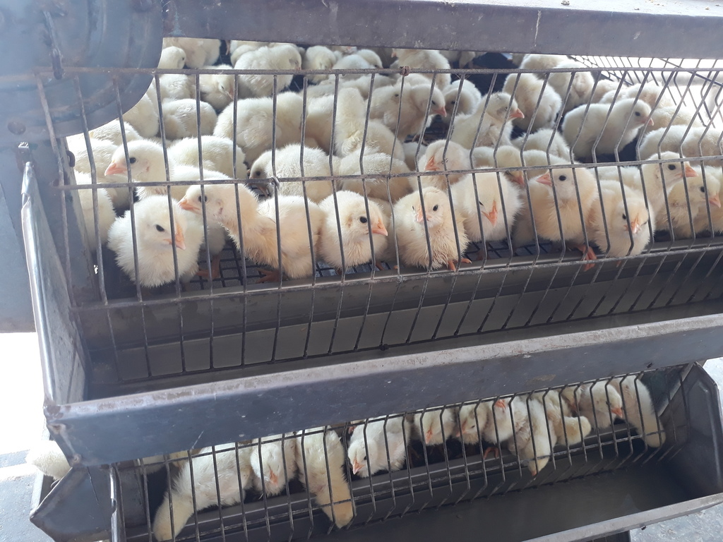 Pollos de engorde