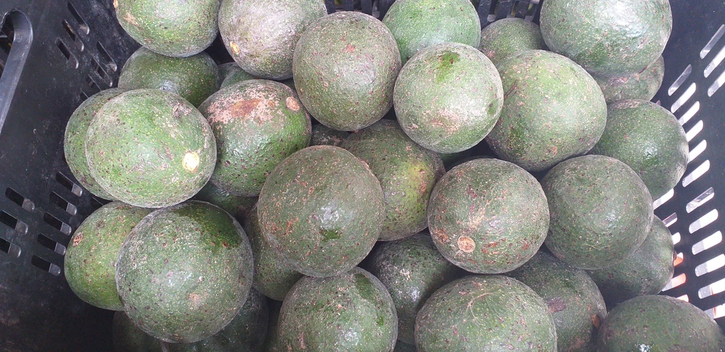 Aguacate reed