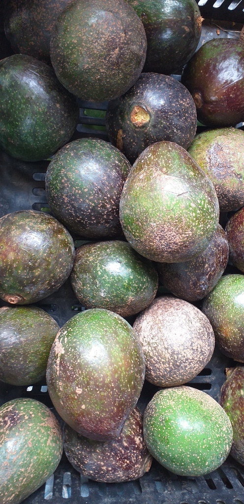 Aguacate colin reed