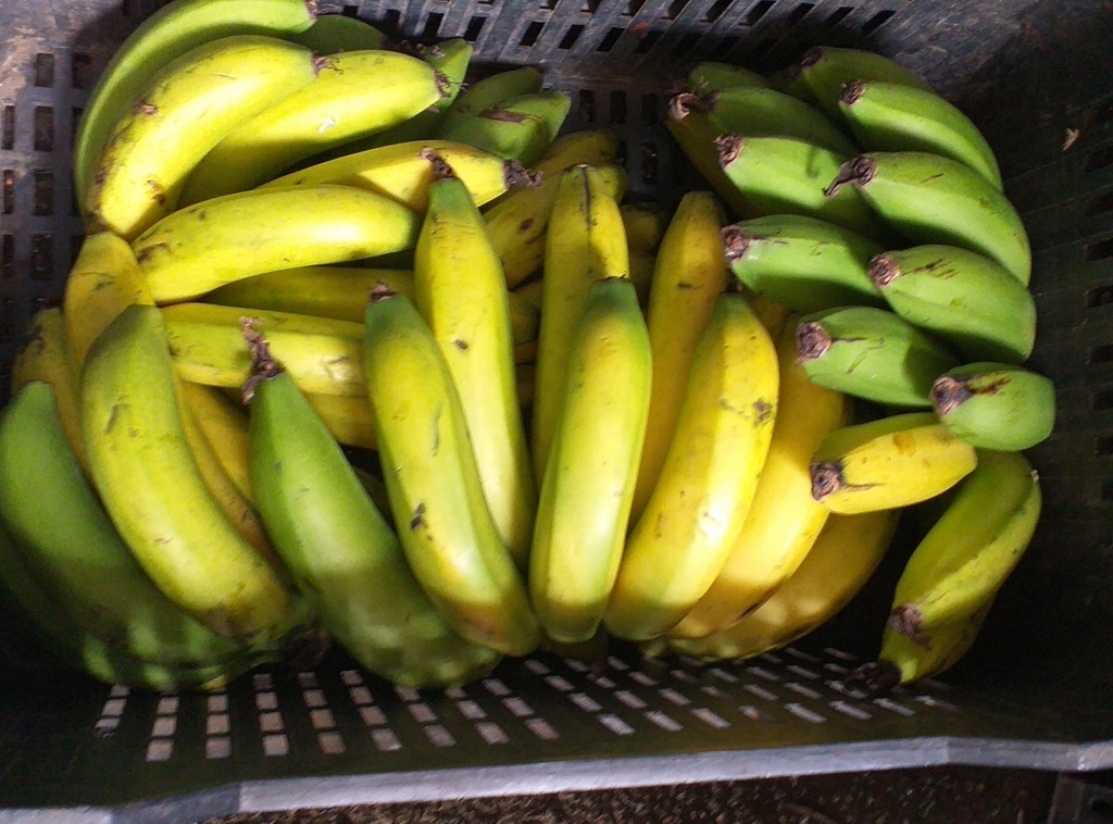 Banano criollo pinton