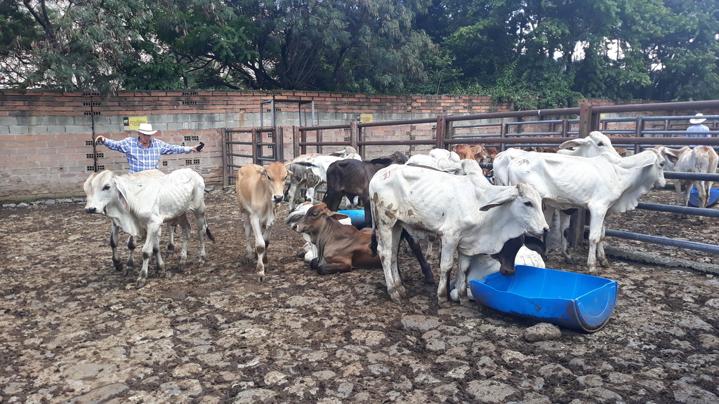 Terneros para cebar