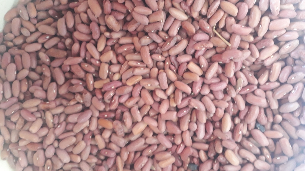 Frijol cabeza negra