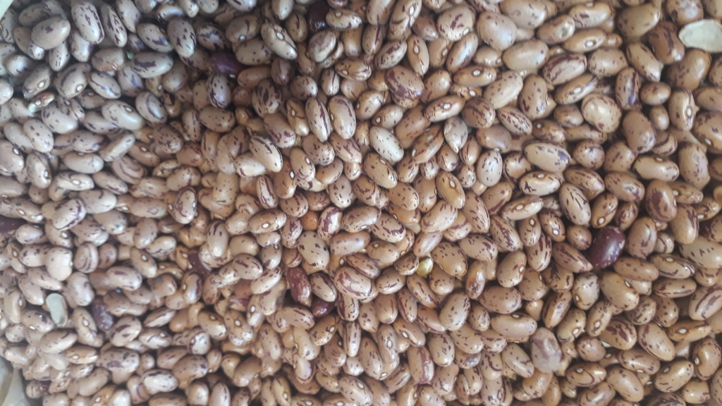 Frijol calima