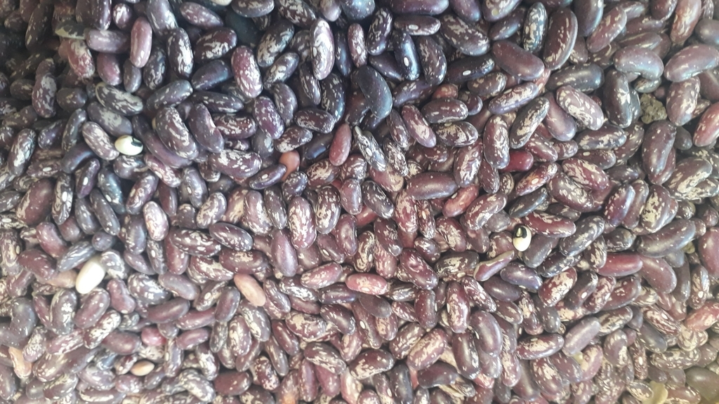 Frijol calima