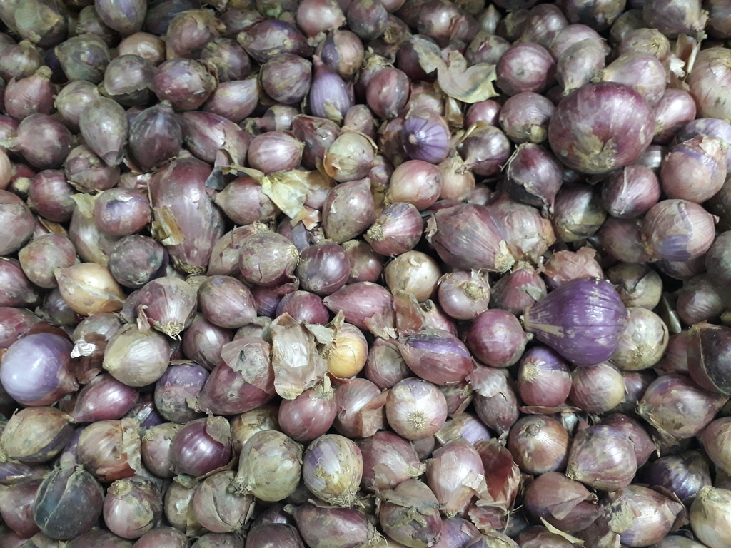 Cebolla roja
