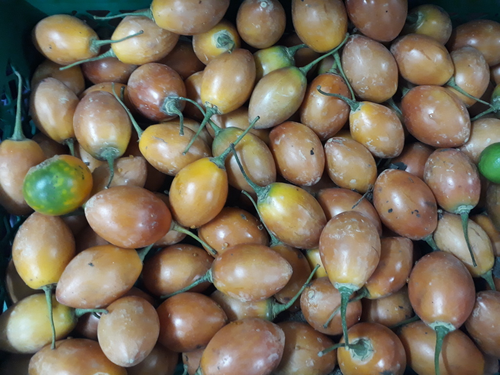 Tomate de árbol