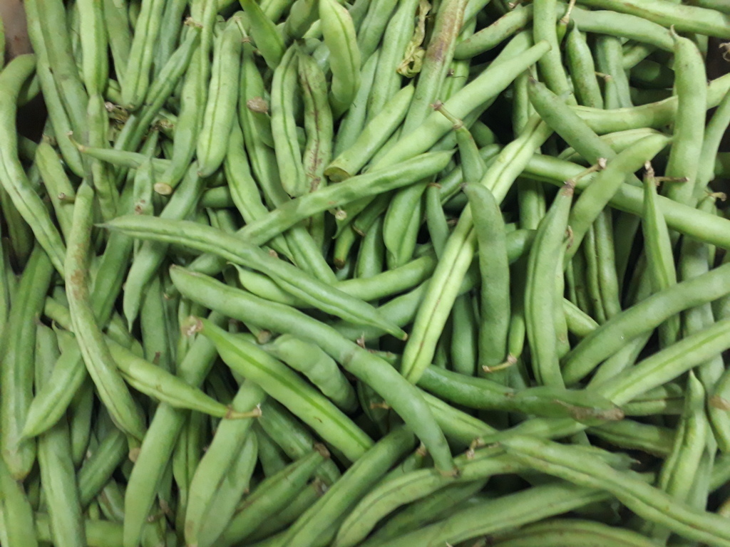 Habichuela