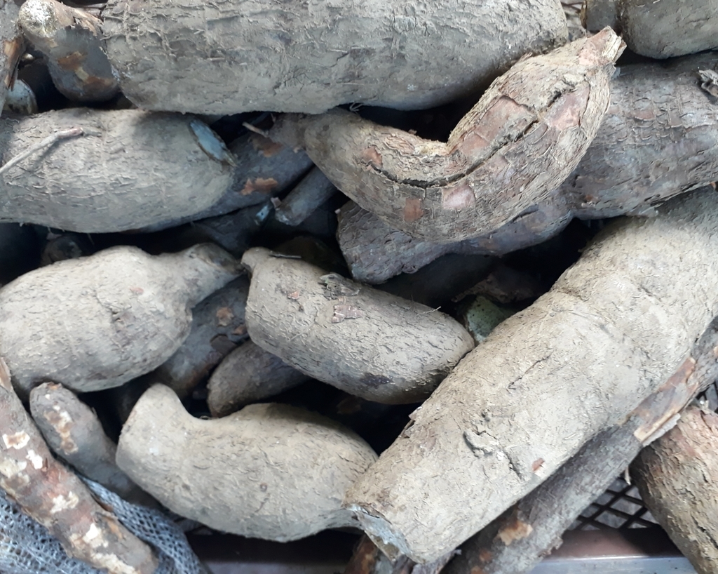 Yuca