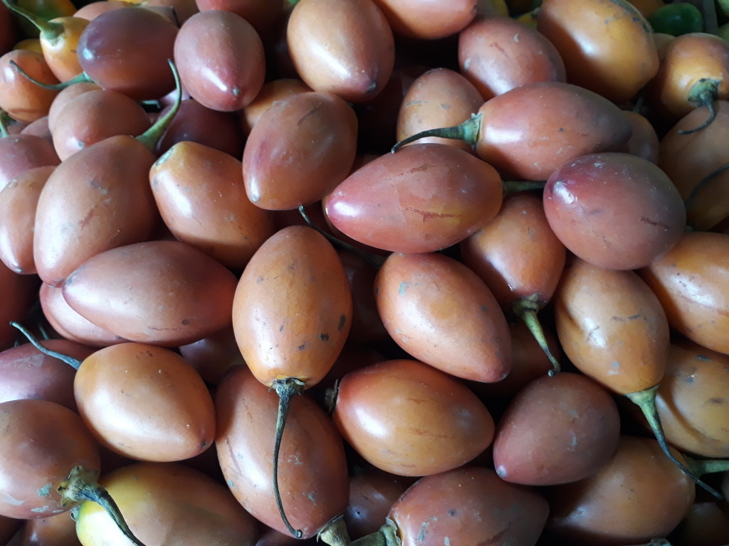 Tomate de árbol