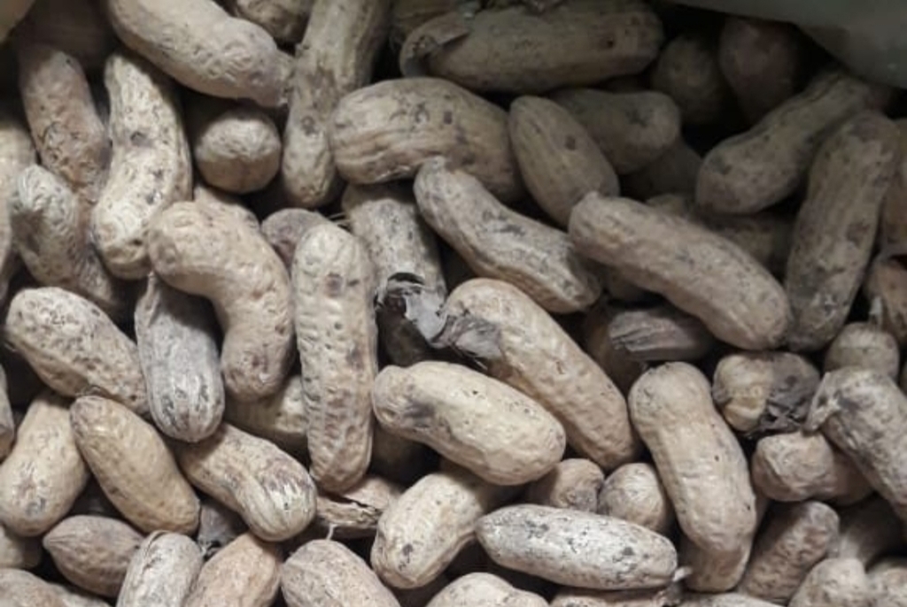 Cañaguate