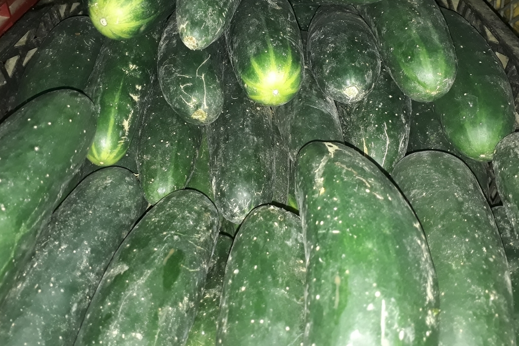Pepino