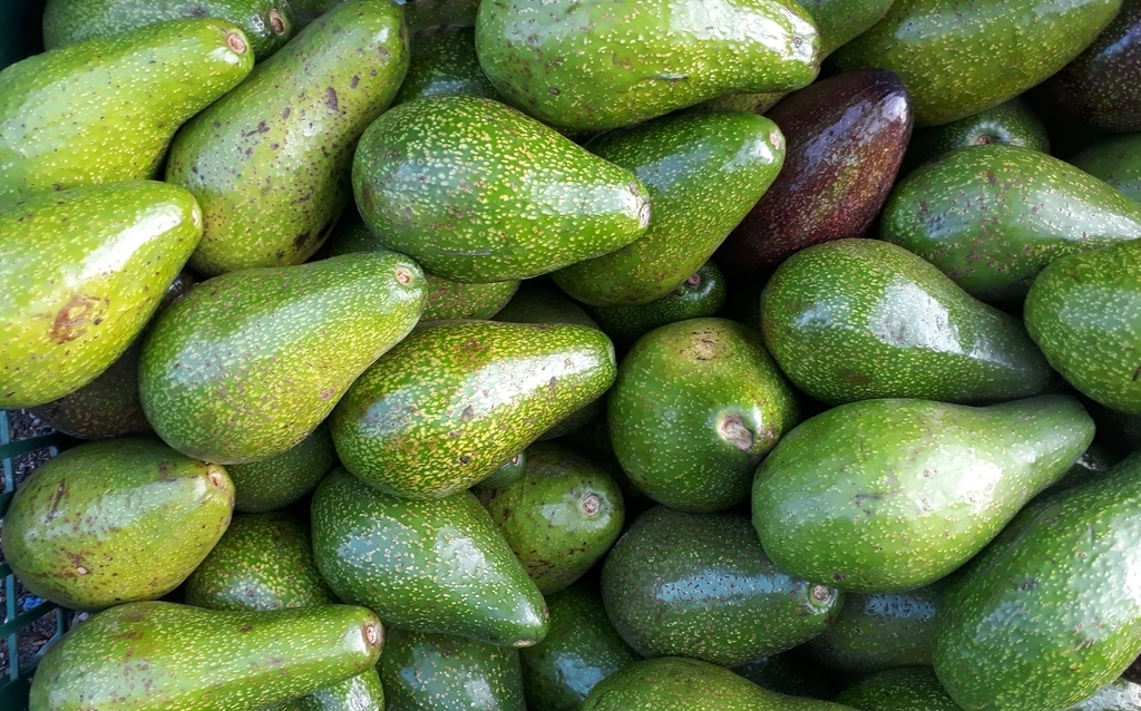 Aguacate