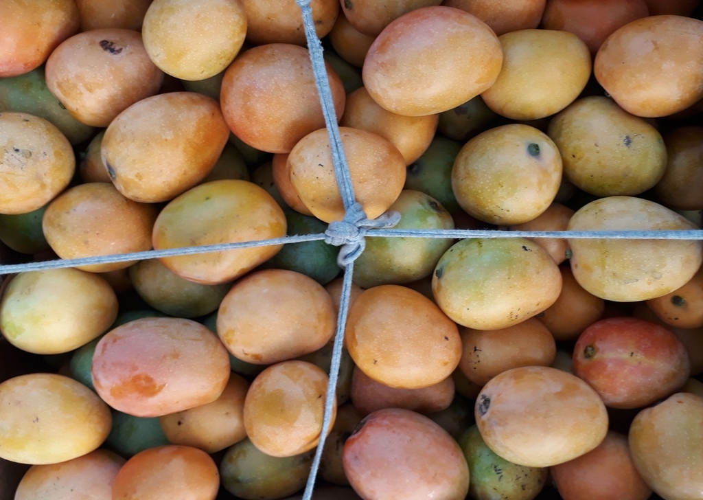 Mango de azucar