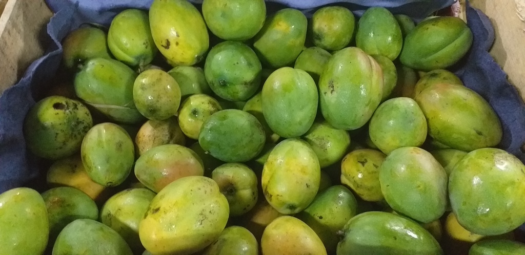 Mango criollo
