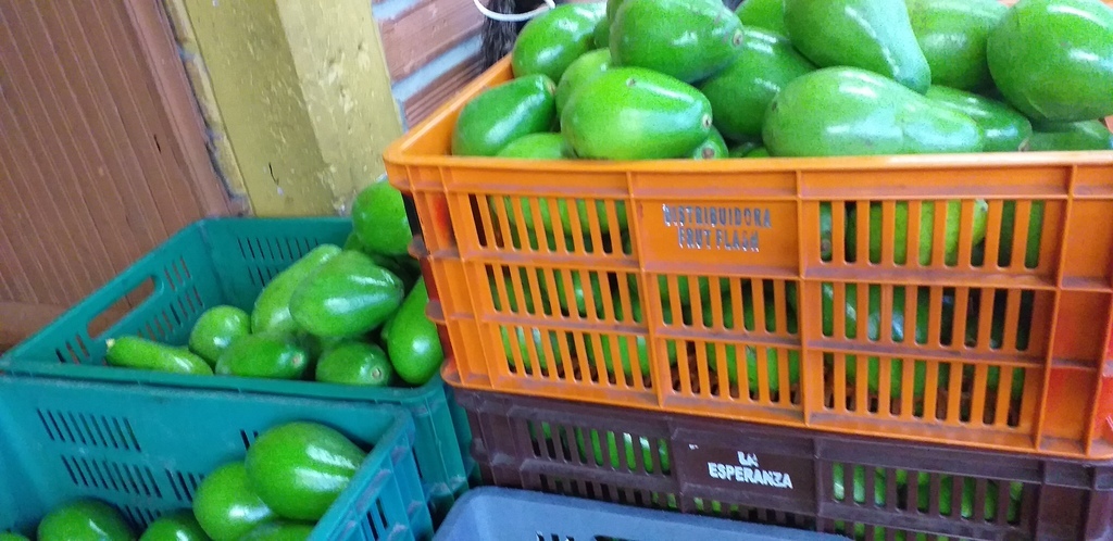 Aguacate papelillo