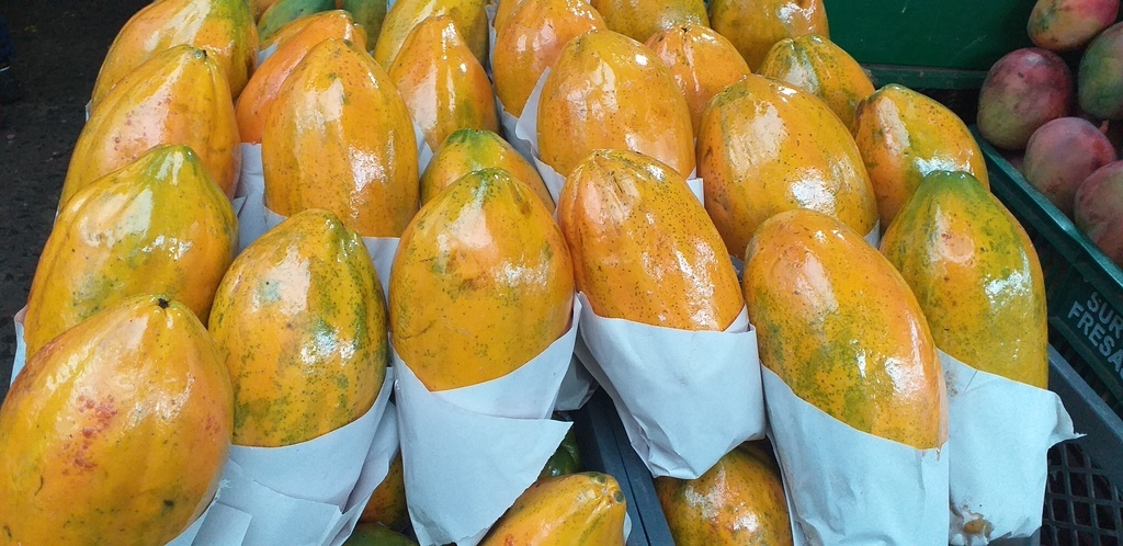 Papaya maradol