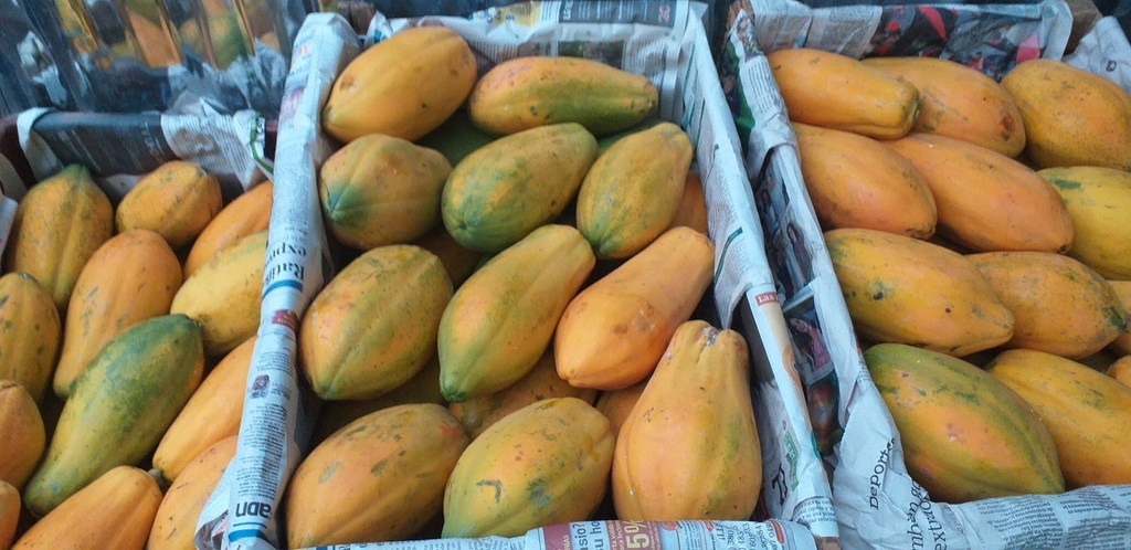 Papaya costeña