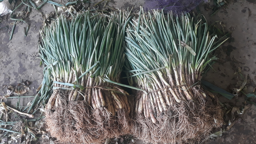 Cebolla de Rama