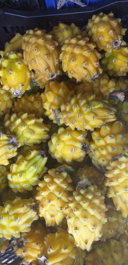 Pitahaya del huila